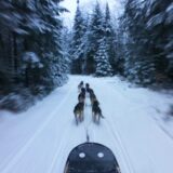 Vermont Dog Sledding - the Unchained Gang