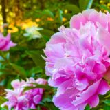 pink flowers in Vermont garden
