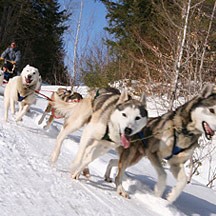 Vermont Sled Dog tours