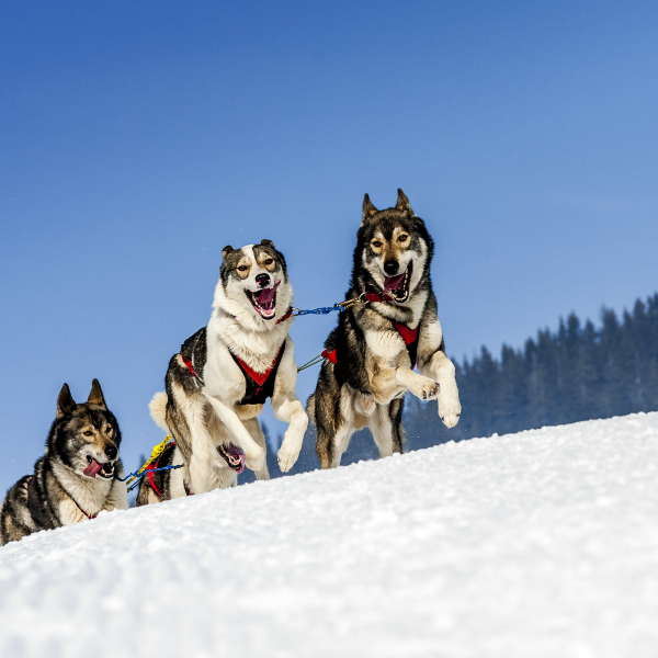 vermont dog sledding