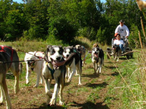 Vermont Summer Dog Sledding