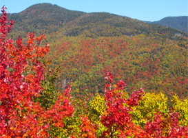 Stowe Fall Foliage