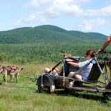 Summer dog sledding in vermont